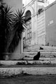 Street Cats