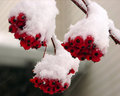 Snowberries