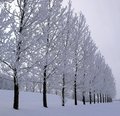 A Frosty Row