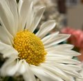 Daisy a Day