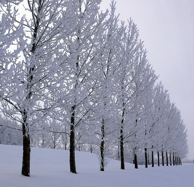 A Frosty Row