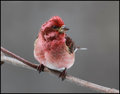  Mr. Purple finch
