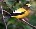 Male Grosbeak