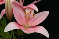 Day 25  Asiatic Lily