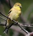 American Goldfinch