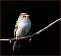 Red Poll