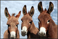 Three Banditos