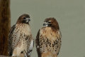 Red-Tailed Hawks
