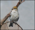 Perched on a Branch