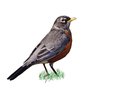  Rockin Robin