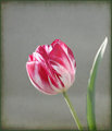 Varied tulip