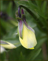 Pansy Bud