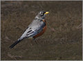  Rockin  Robin
