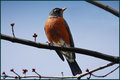 American Robin