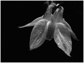 Columbine
