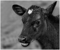 Jersey Calf