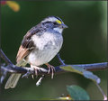  White -Throated Sparrow