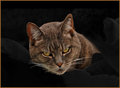  Kitty