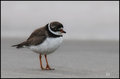  Plover