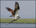  Osprey
