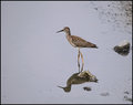  Lesser Yellowlegs