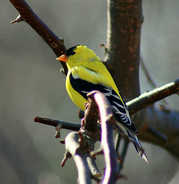 Mr. Goldfinch