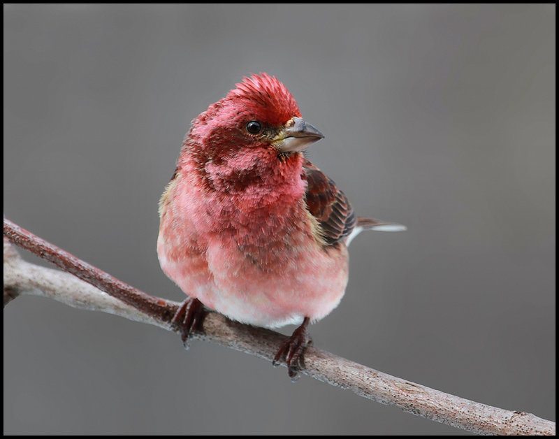  Mr. Purple finch
