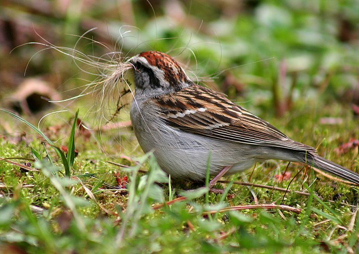 Sparrow