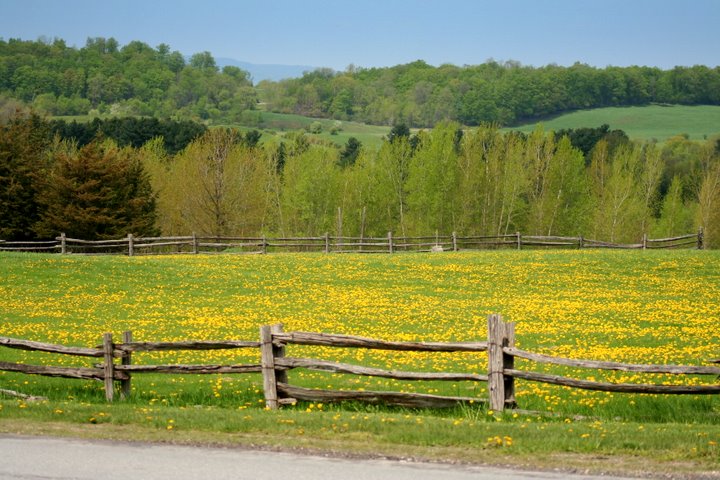 Field of Dandelions