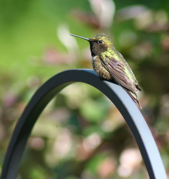 Hummingbird