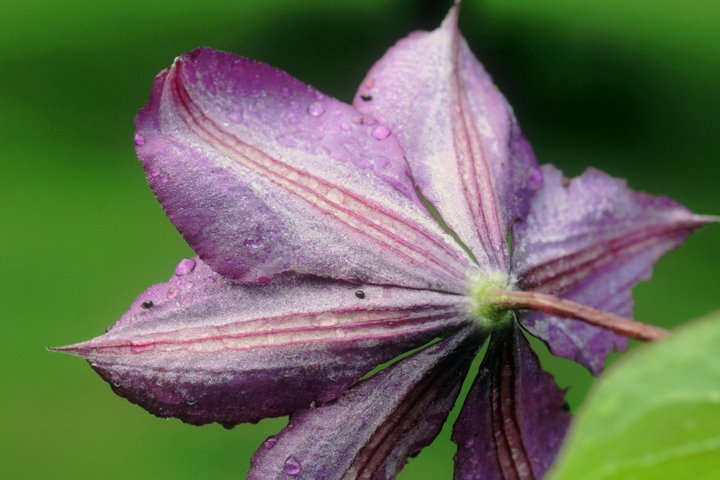 Day 14  Clematis