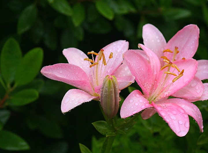 Day 18  Pink Lilies