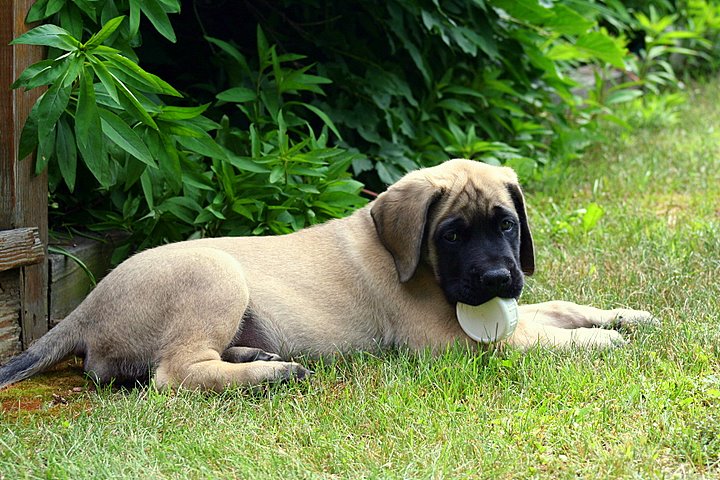 Ruby  10wks