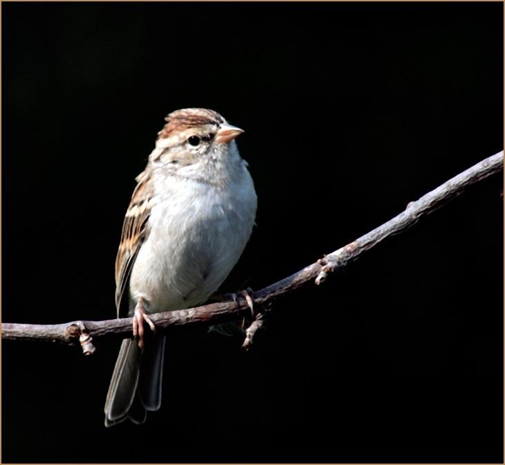 Red Poll
