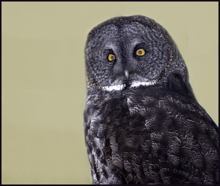 Great Gray Owl