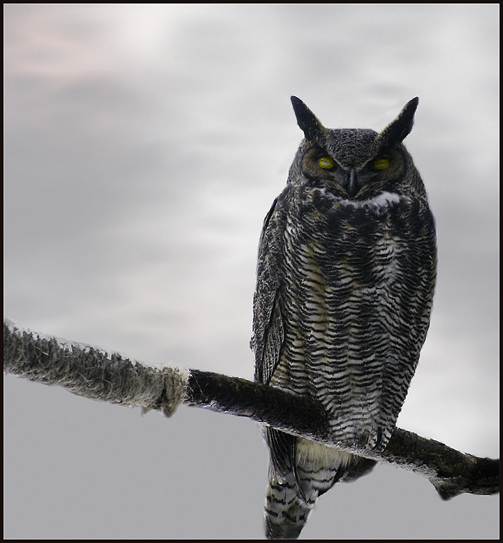 Horned Owl