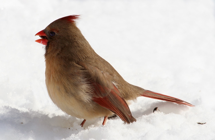 Cardinal