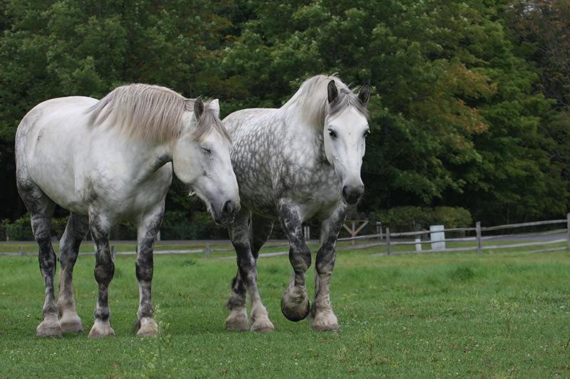 Percherons