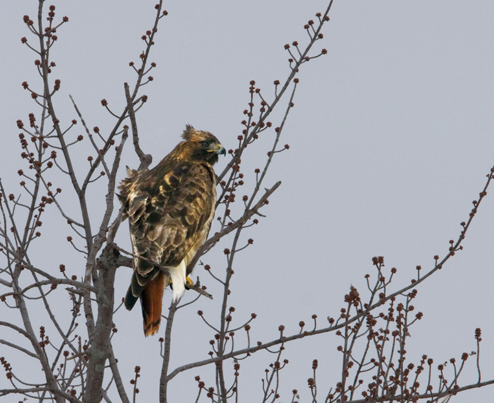 Redtail Hawk