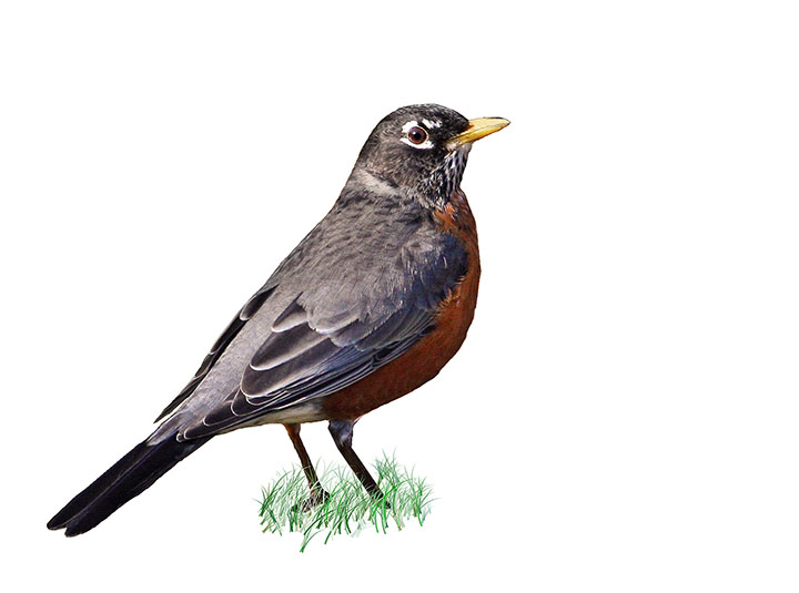  Rockin Robin
