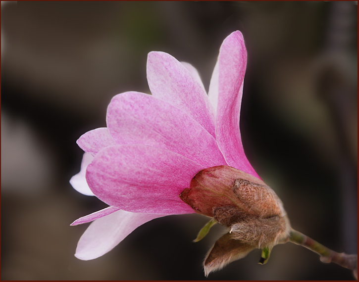 Magnolia