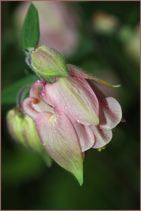  Columbine