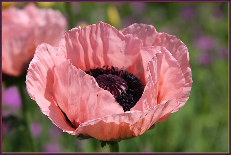 Poppy