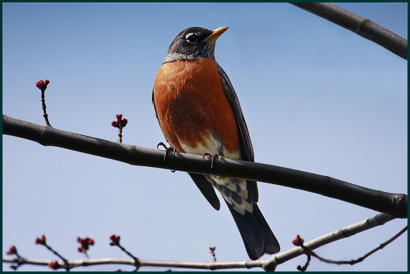 American Robin