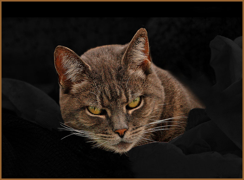  Kitty