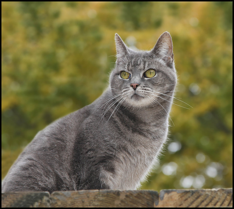  Kitty