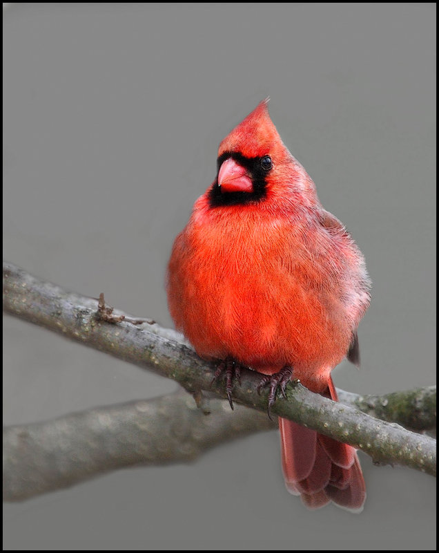  Mr. Cardinal (EVA2K0)