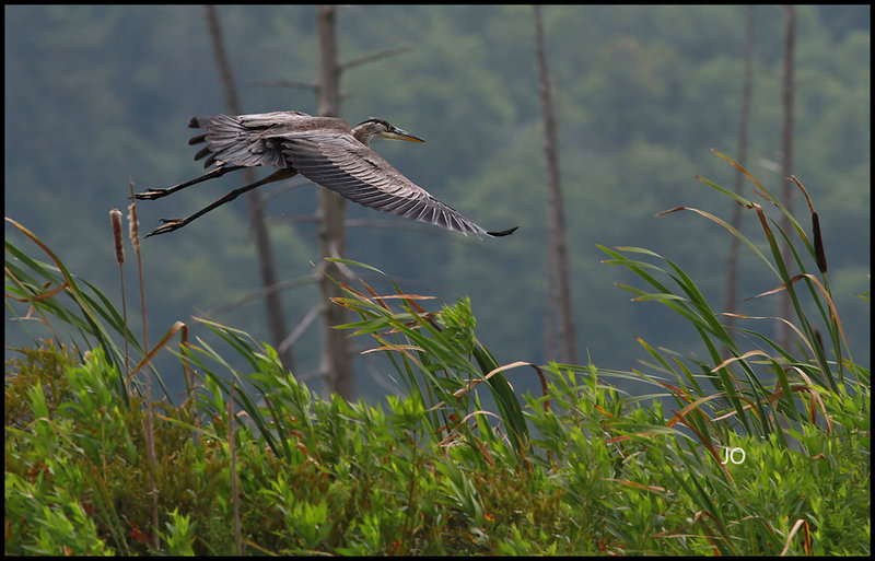  Great Blue Heron