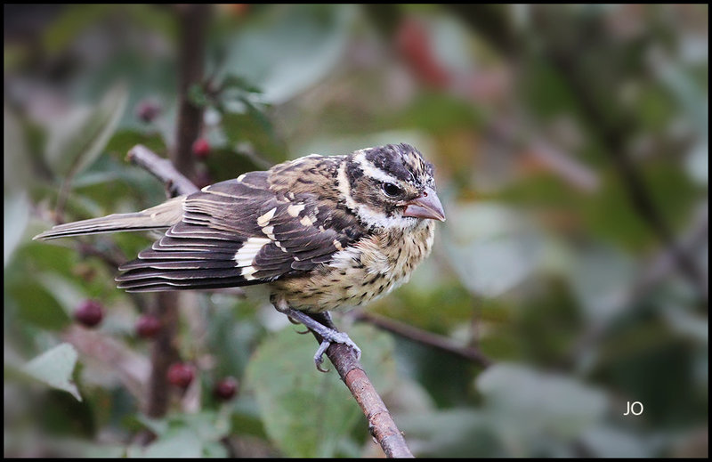  baby Rose grosbeak