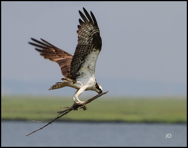  Osprey